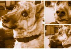 Some Argue That This Is ‘The Best’ Dog Video Ever Made