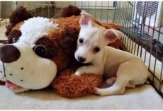 Breeder Threatens To Drown Disabled Puppy If No One Takes Him