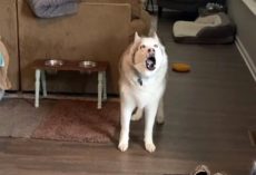 Mom Left Husky’s Water Bowl Empty For 2 Mins, So He Complains About Her “Abuse”