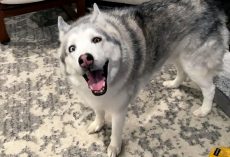 Husky “Steals” German Shepherd’s Birthday Bone, Gets Caught & Throws Tantrum