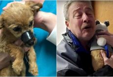Anonymous Man Saves Battered Puppy, Finally Comes Forward To Collect His ‘Reward’