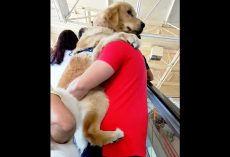 Dog Refuses To Accept He’s A Big Boy & Demands Dad Carry Him On The Escalator