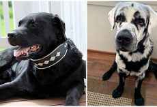 Man Was Boggled When His Healthy Black Labrador Began Turning White