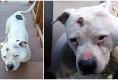 Pit Bull Was Shot In The Head, Staggered Up To Someone’s Home To Ask For Help