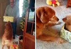 Dog Lost His Beloved Doggie Sister So Dad Decided To Cheer Him Up On Christmas