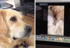 Dog Sees Puppy Crying On Video & She Sobs As She Tries To “Comfort” The Puppy