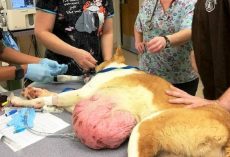 Owner Wanted Dog Killed Instead Of Taking Him To A Vet When Tumor Grew Too Big