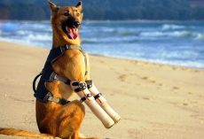 Man Chops Off Dog’s Front Legs But Dog Gets New Legs & Learns To Run Again