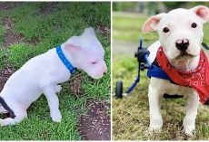 Evil Man Beat Puppy To A Pulp And Left Him Paralyzed On Side Of Road
