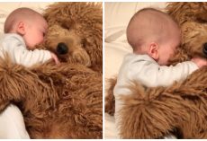 Infant Baby Falls Asleep In His Goldendoodle’s Paws & The World Falls In Love