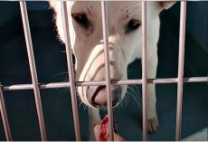 Woman Reached Into Misunderstood Dog’s Cage With A Snack & Onlookers “Gulped”