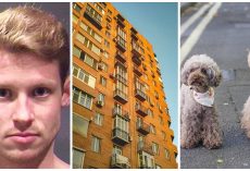 Man Nonchalantly Tosses His Two Dogs To Their Death From Fifth Floor Balcony