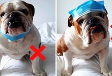 Dog Tired Of People Wearing Masks Incorrectly Makes Video To Fix Rookie Mistakes