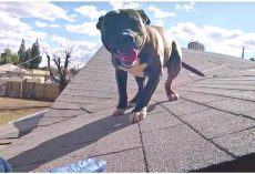 Pit Bull On Roof So “Overjoyed” To See First-Responder That He Knocks Officer Down