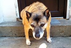 Sad Older Dog Doesn’t Know Why Humans Dumped Him When He Still Has Love To Give