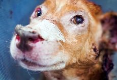 His Somber Eyes Begged For Help After Escaping A Lifetime Of Suffering