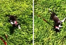 Abused Dog Tied To Pole All His Life Sees Grass For The 1st Time & “Goes Crazy”