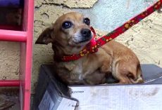 Sick 3-Legged Dog Knows No One Loves Her So She Sleeps In A Shoebox In The Rain