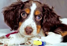 They Didn’t Want ‘Special Needs’ Pup Anymore, Dumped Him In Cardboard Box