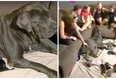 Dog Shatters Record After Delivering Biggest Litter Of Pups Ever Born