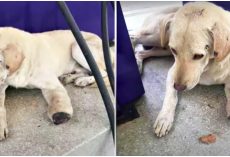Woman Walked Up To Shattered Soul With Cut-Off Paw, Too Scared To Look Up