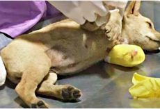 Stray Baby Squished By Train Can’t Get The Surgery She Needed To Pull-Through
