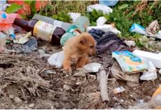 Woman Found Struggling Baby And Saw He’s Missing Vital Part Of His Body