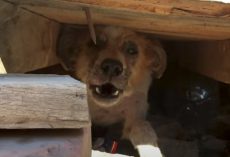 Owners Want Their ‘Old’ Dog Euthanized, She Hides When They Show Up For Her