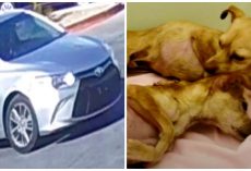 Local Workers Find Two Chihuahuas Stuffed In Garbage Bag Inside Dumpster