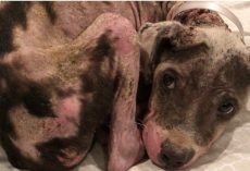 12-lb Bald Pit Bull Puppy With Padlock Around Her Neck Found Wrapped To A Tree