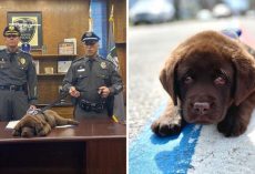 K-9 Puppy Adorably Sleeps Through His Entire Swearing-In Ceremony