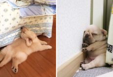 10+ Hilarious Pics That Prove Dogs Can Fall Asleep In The Most Awkward Positions