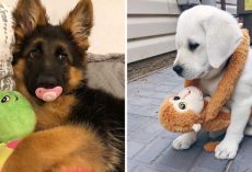 10+ Cutest Photos Of Dogs And Their Favorite Stuffies