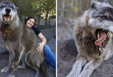 Giant Wolfdog Abandoned By Owner At Kill Shelter Luckily Saved By Sanctuary