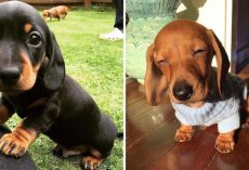 10+ Pics Of Sausage Dogs To Put A Smile On Your Face