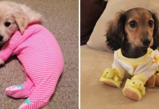 10+ Heartwarming Pics Of Adorable Pups In Pajamas To Make You Smile