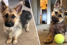 This Adorable German Shepherd Will Stay This Tiny For The Rest Of His Life