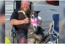 Stolen Service Dog Faints With Joy When She’s Finally Back In Her Dad’s Arms