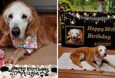 20-Year-Old Augie Becomes Oldest Golden Retriever In The World