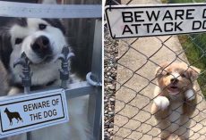 10+ Very “Dangerous” Dogs Behind “Beware Of Dog” Signs