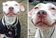 Pit Bull Hasn’t Stopped Smiling Since The Day He Was Rescued & It’s Been 12 Yrs