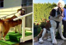 Dog Visits 92-Yr-Old Widow Battling Loneliness And Makes Her Smile Once Again