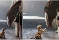 Clydesdale & Labrador Puppy Reunite In New Heartfelt Budweiser Commercial