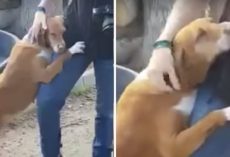 Abandoned Dog At Shelter Hugs Journalist Until He Decides To Adopt Her
