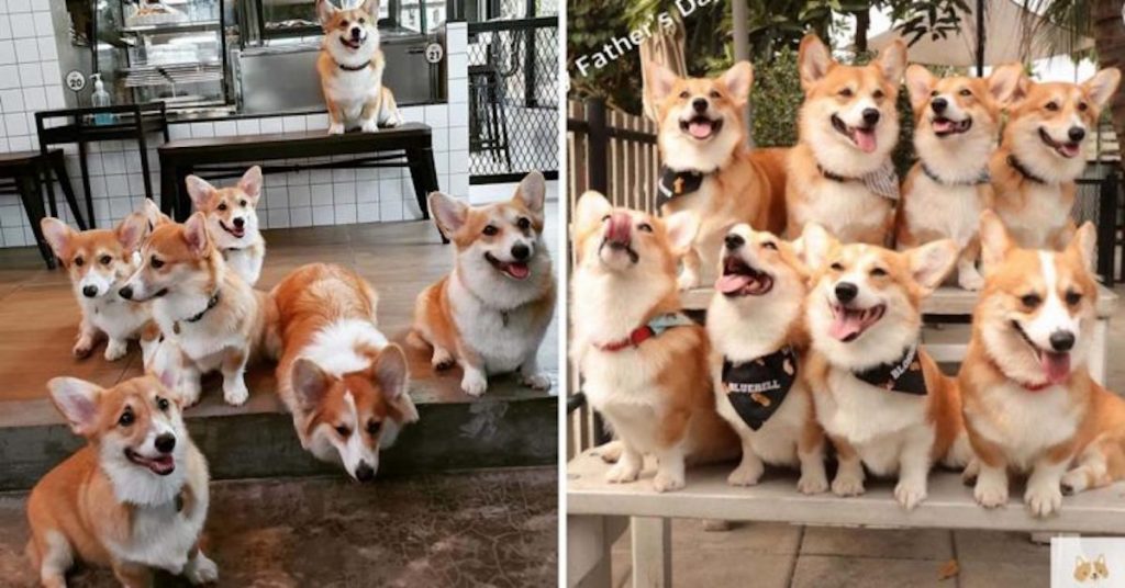 This Café That Lets Guests Play & Cuddle With Is Every Dog
