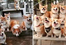 This Corgi Café That Lets Guests Play & Cuddle With Corgis Is Every Dog Lover’s Dream