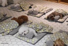Doggy Daycare Shares Adorable Photos Of Pups Sleeping Together