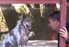 Dog Told He’s Getting Adopted After 4-Years In Shelter, Does Cutest Happy Dance Ever