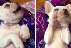 Girl Sings “If You’re Happy & You Know It” & Cute Puppy Raises Her Paws To Clap
