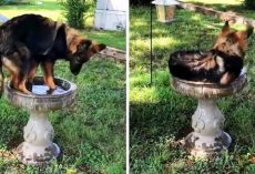 Family Discovers A “New Kind Of Bird” Drinking & Cooling Off In Their Bird Bath